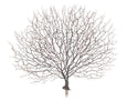 Sea Fan Coral Plant 48cm Brown