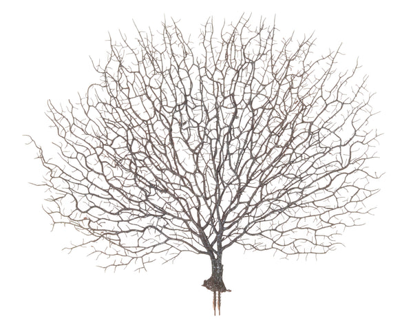 Sea Fan Coral Plant 48cm Brown