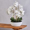 Butterfly Orchid in Round Pot White