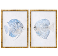 A pair of matching rectangular framed art prints, each featuring a detailed illustration of a discus-shaped fish with blue and white markings. The prints are framed in a textured, natural rattan material.