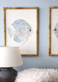 A pair of matching rectangular framed art prints, each featuring a detailed illustration of a discus-shaped fish with blue and white markings. The prints are framed in a textured, natural rattan material.