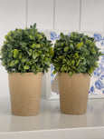 Mini Topiary Plant in Pot