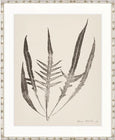 Nature Print XV