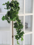 Ivy Bush Vine 85cm