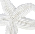 Sang Starfish Large White