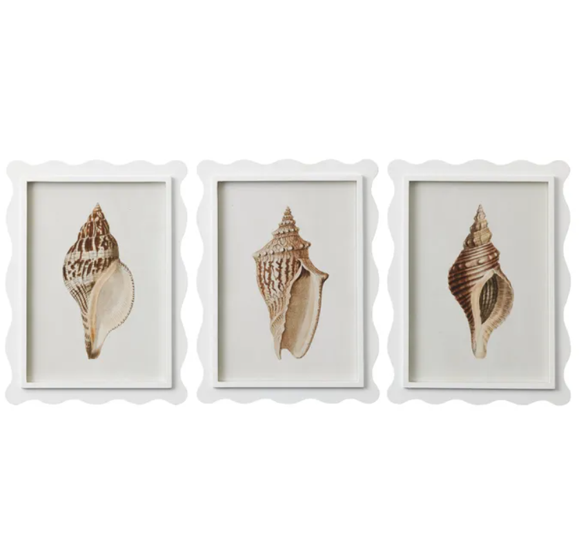 Cayman Framed Glass Shell Print