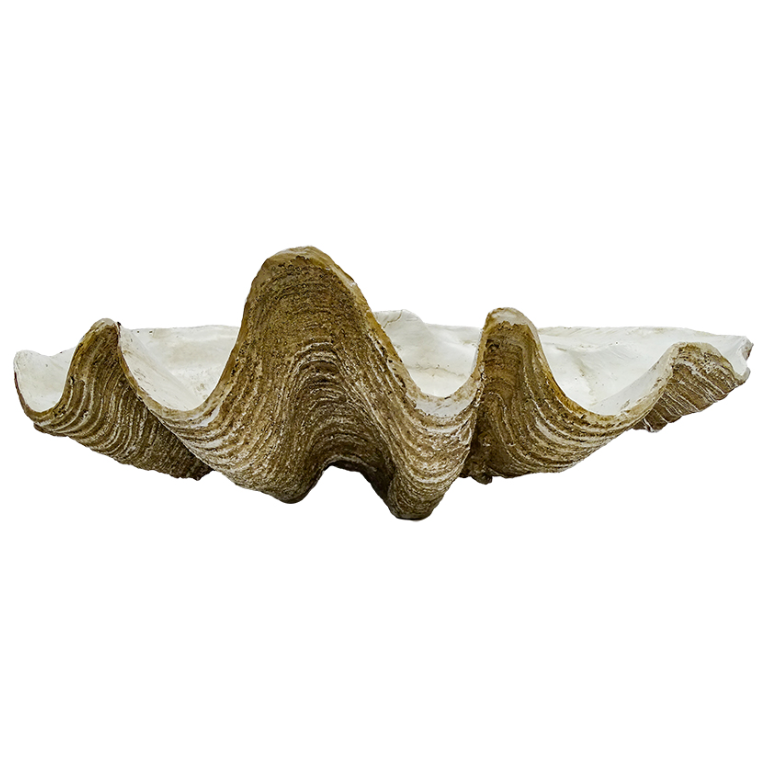 Clam Shell Decor 69cm