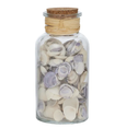 Blue Venus Seashells in Glass Jar