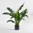 Spathiphyllum Lily White 63cm