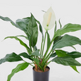 Spathiphyllum Lily White 63cm