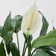 Spathiphyllum Lily White 63cm