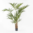 Kentia Palm Tree 210cm