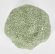 Issie Green Coral