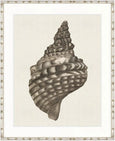 Black & White Shell I