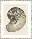 Black & White Shell III
