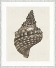 Black & White Shell I