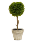Boxwood Topiary 47cm