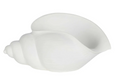 Conch Polyresin Shell White