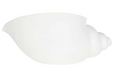 Conch Polyresin Shell White