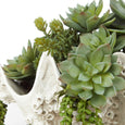 Succulent Mix in Seychelles Clam Vessel Green