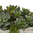 Succulent Mix in Seychelles Clam Vessel Green