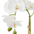 Phalaenopsis Stem in Classic Bowl White 55cm