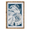 Elouera Vintage Shells Wall Art Set/3