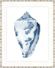 Exquisite Shell I Indigo