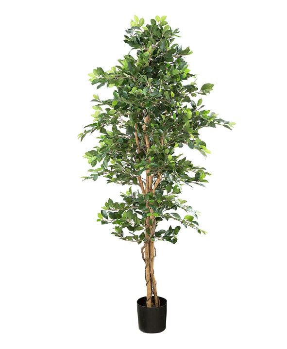 Ficus Retusa Bush Tree 1.8 Meter