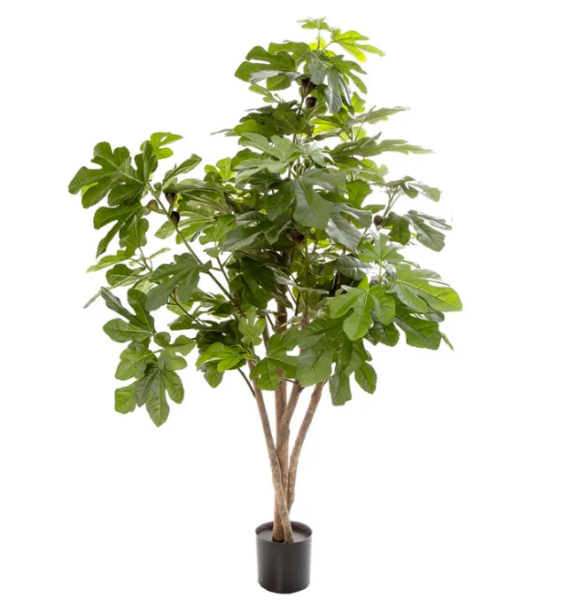 Fig Tree 1.1 Meter