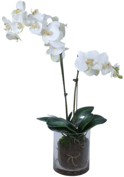 Phalaenopsis Orchid In Glass Pot White