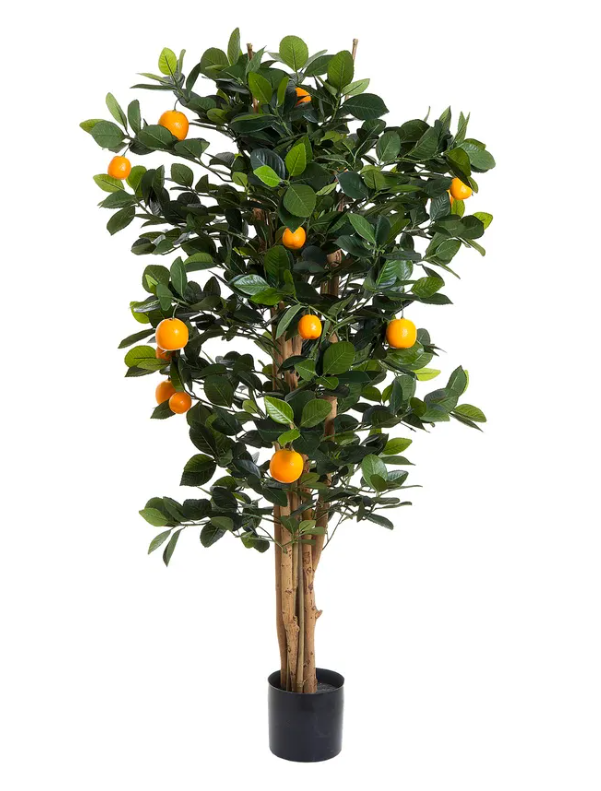 Golden Orange Tree 115cm