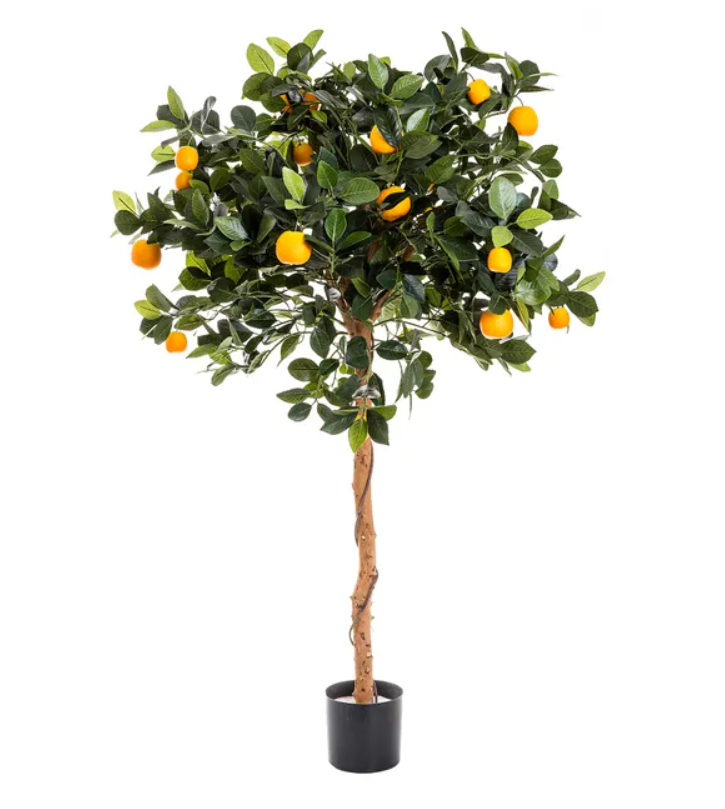Golden Orange Tree 125cm