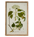 Greenhouse Botanical Wall Art 'A'