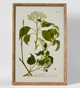 Greenhouse Botanical Wall Art 'A'