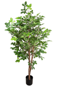 Hornbean Tree 1.5 Meter