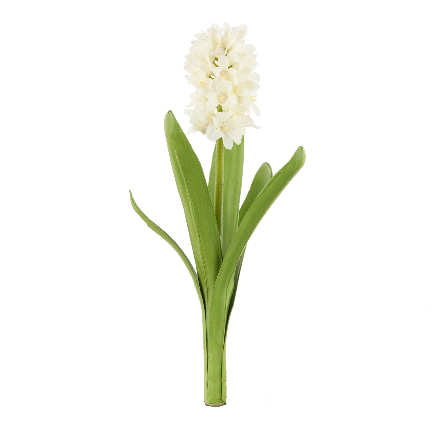 Hyacinth with Leaves Stem White