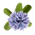 Hyacinth with Leaves Stem Purple