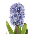 Hyacinth with Leaves Stem Purple