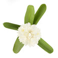 Hyacinth with Leaves Stem White
