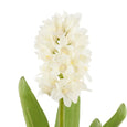 Hyacinth with Leaves Stem White