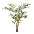 Kentia Palm Tree 210cm
