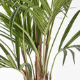 Kentia Palm Tree 210cm