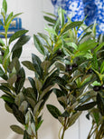Olive Spray