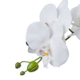 Phalaenopsis in Glass Vase White