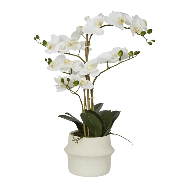 Real Touch Phalaenopsis in Zara Pot 58cm