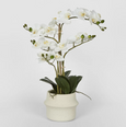 Real Touch Phalaenopsis in Zara Pot 58cm