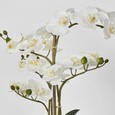 Real Touch Phalaenopsis in Zara Pot 58cm