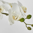 Real Touch Phalaenopsis in Zara Pot 58cm