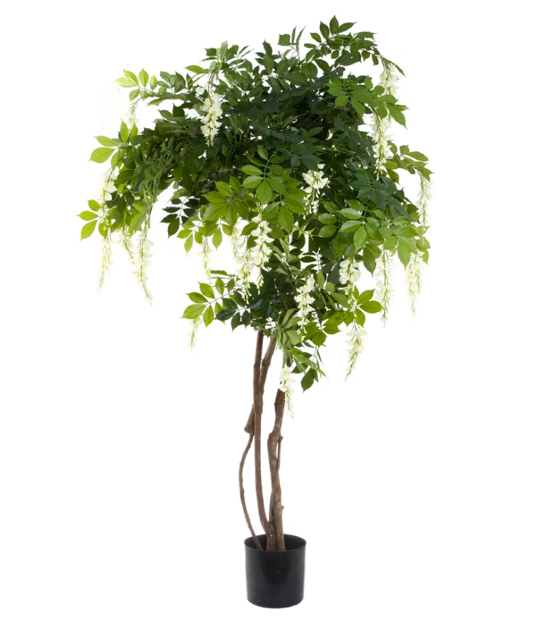 Wisteria Tree White 1.9 Meter